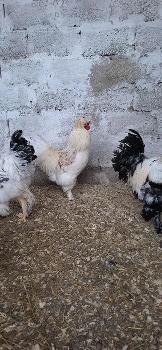 Куры брамы светлые и темные