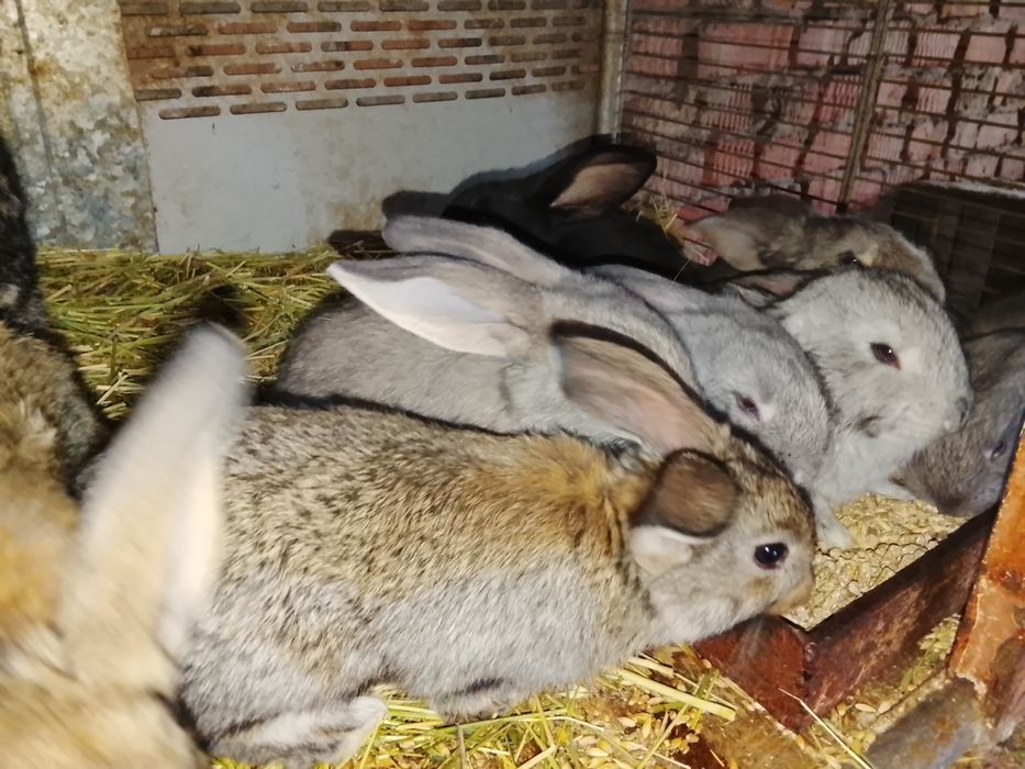 Продам кроликов, помесных