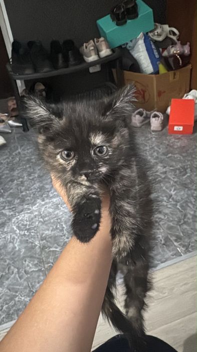 котенок (девочка)