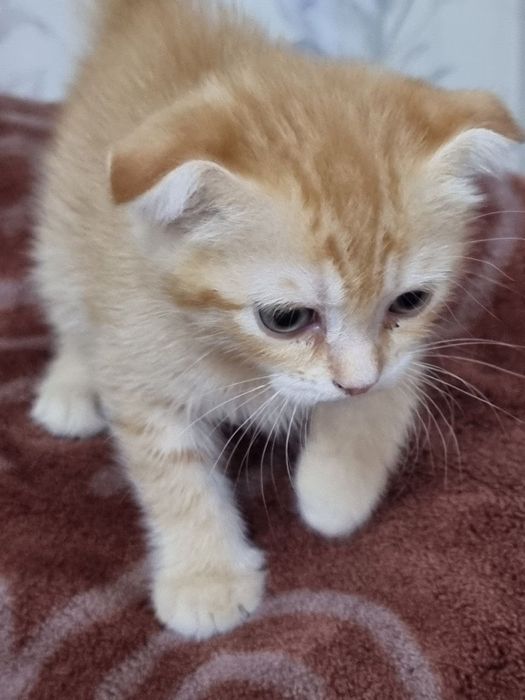Продаётся котёнок Скотиш фолд  девочка