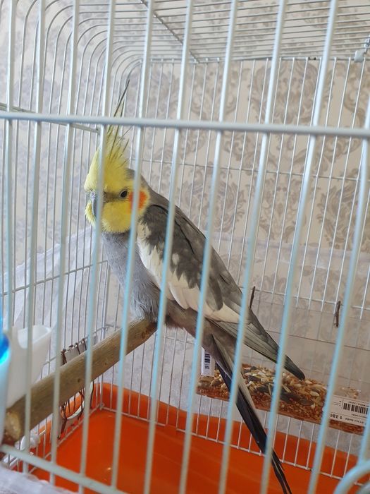 Продаётся карелла
