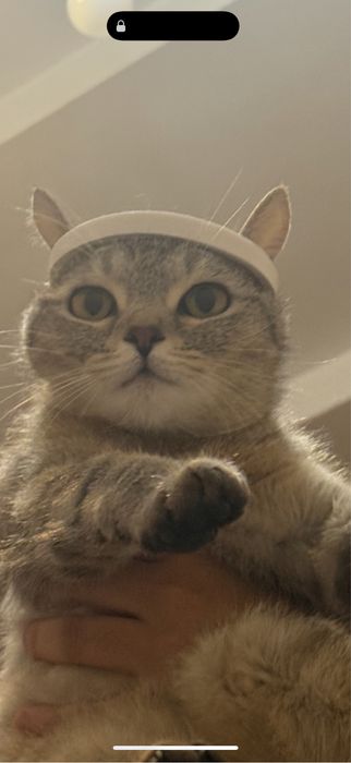 Кошка метис шотландская