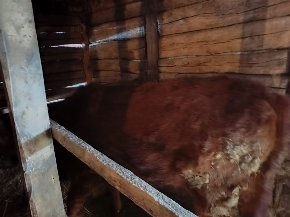 Продам телят на откорме