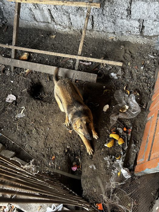 Продается пес молодой 7 месяцев