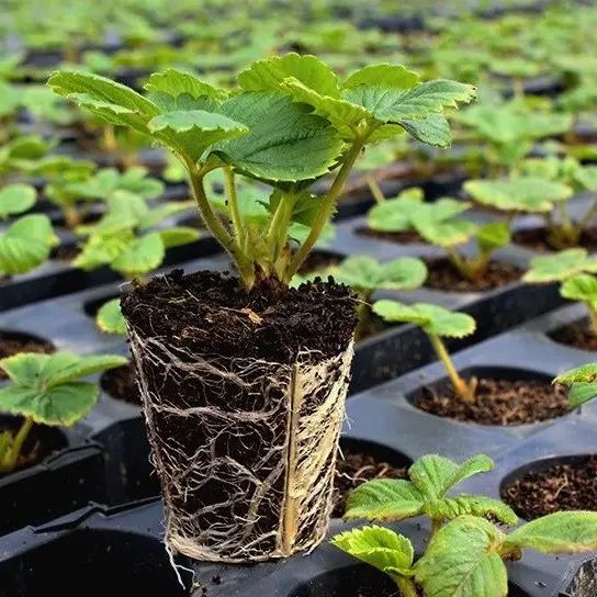 Рассада клубники сорта Альбион