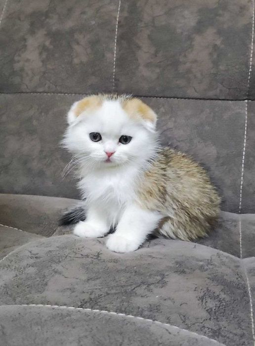 Продаются котята скотиш фолд