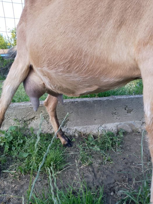 Vând capre de rasă!