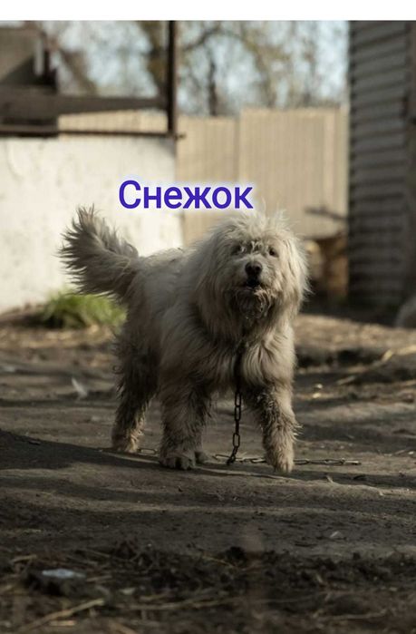 Дарю в добрые и ответственные руки