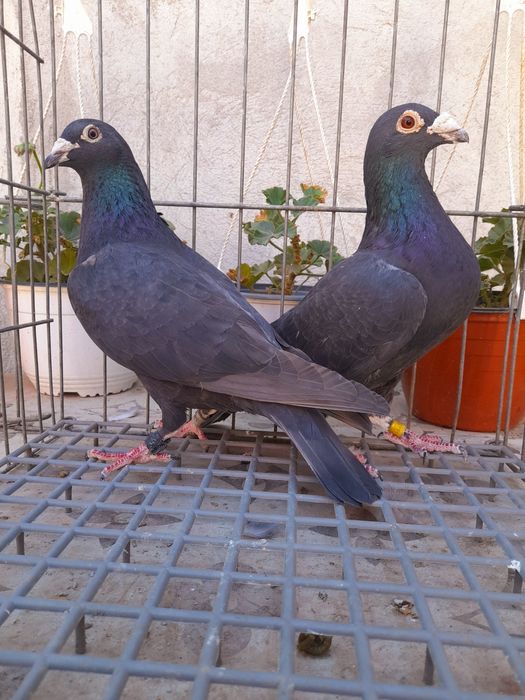 Porumbei voiajori colorați