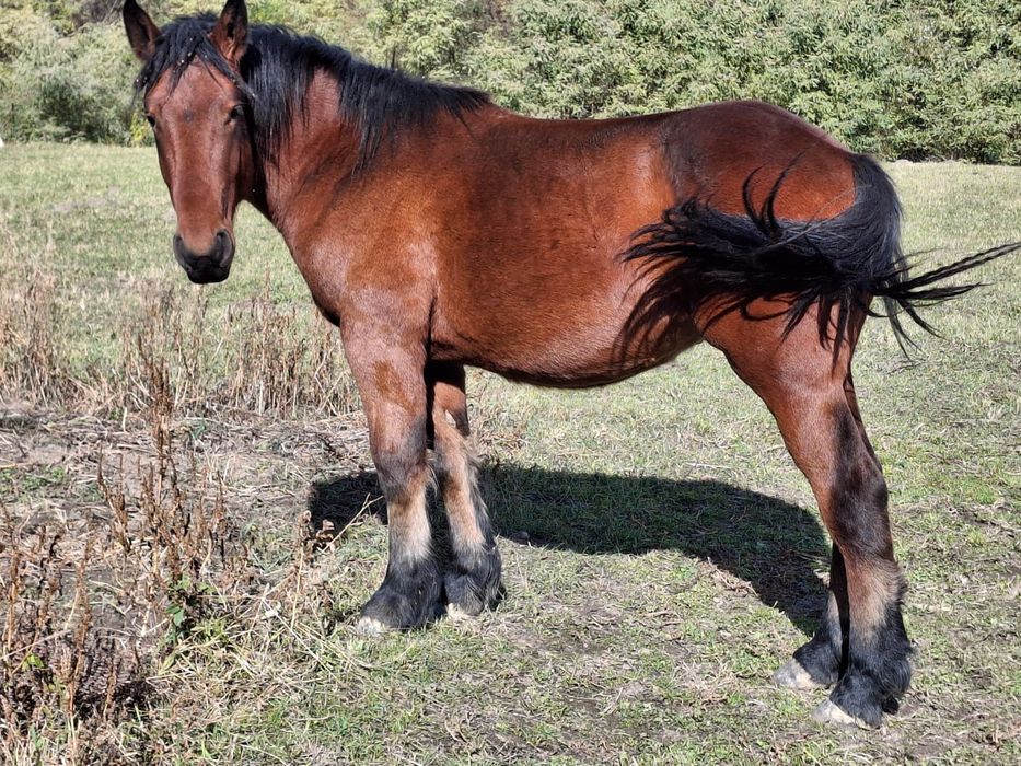 Cârlan 1 an și 5 luni