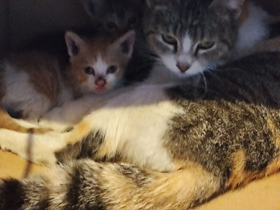 Pisici pentru adoptie 2 luni