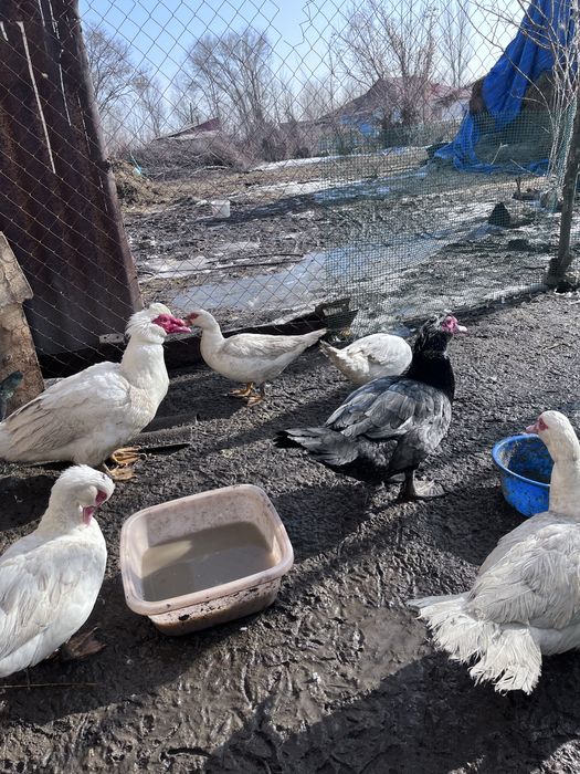 Продаются индоутки