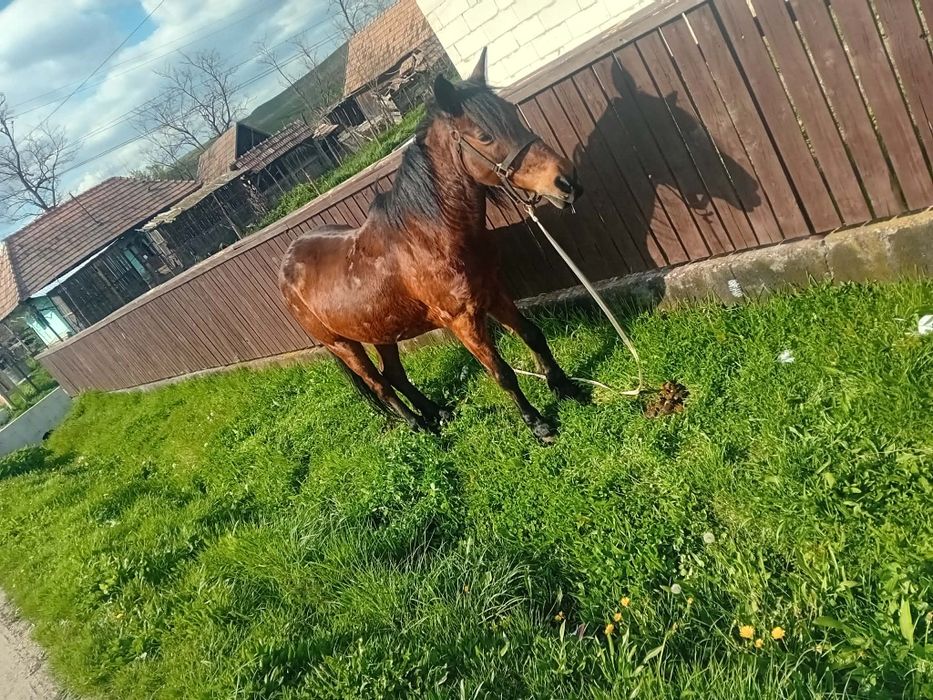 Schimb sau vând iapa de 12 ani cuminte preț  4800 lei