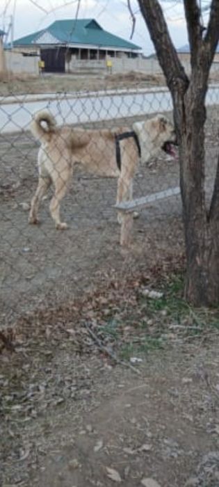 Пропала собака алабай