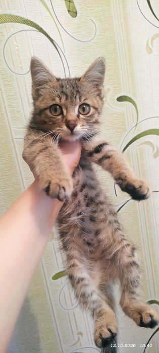 Бесплатно  в добрые руки.