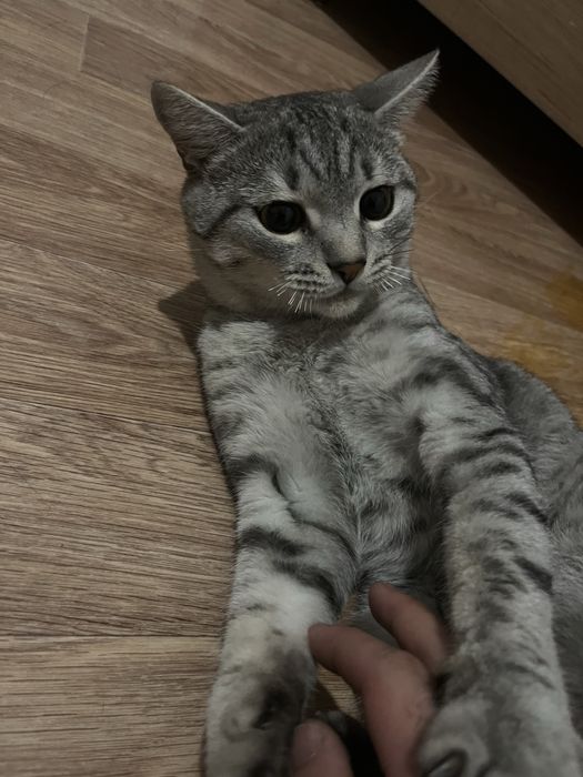 Отдам даром кота. Мальчик,