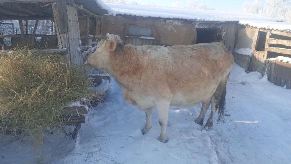 Продам корову 8 лет