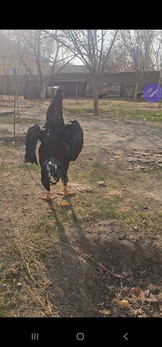 Бойцовы кораз дакан петух