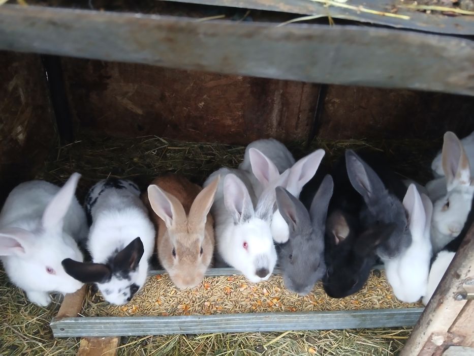 Vand Iepuri Hycole Francez