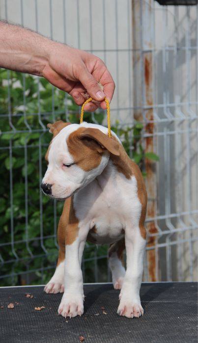 Pui American Staffordshire Terrier de vanzare