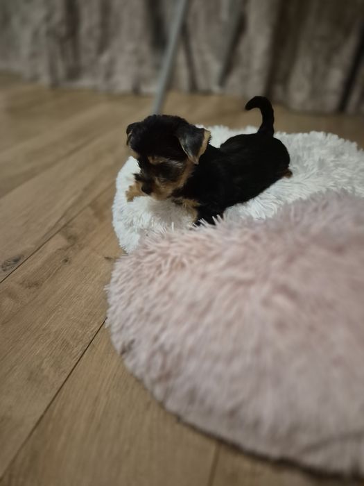 Йоркширски териер