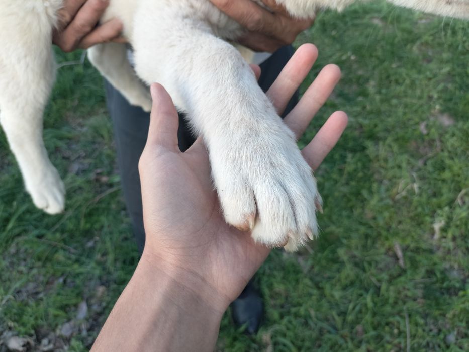 екуі сатылады сауда бар