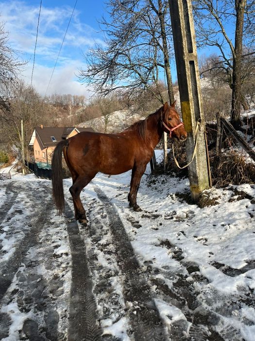 Cal de vânzare comuna pucheni,  65 de milioane