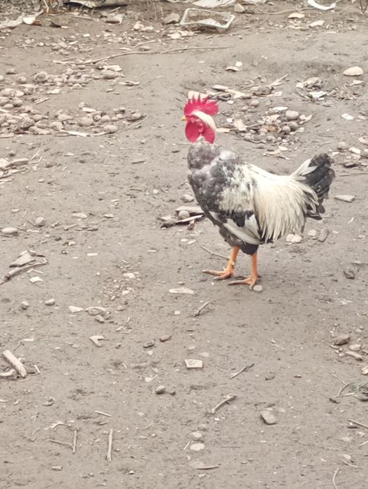 Cocoși de vânzare din primăvara anului trecut ( 2025)5