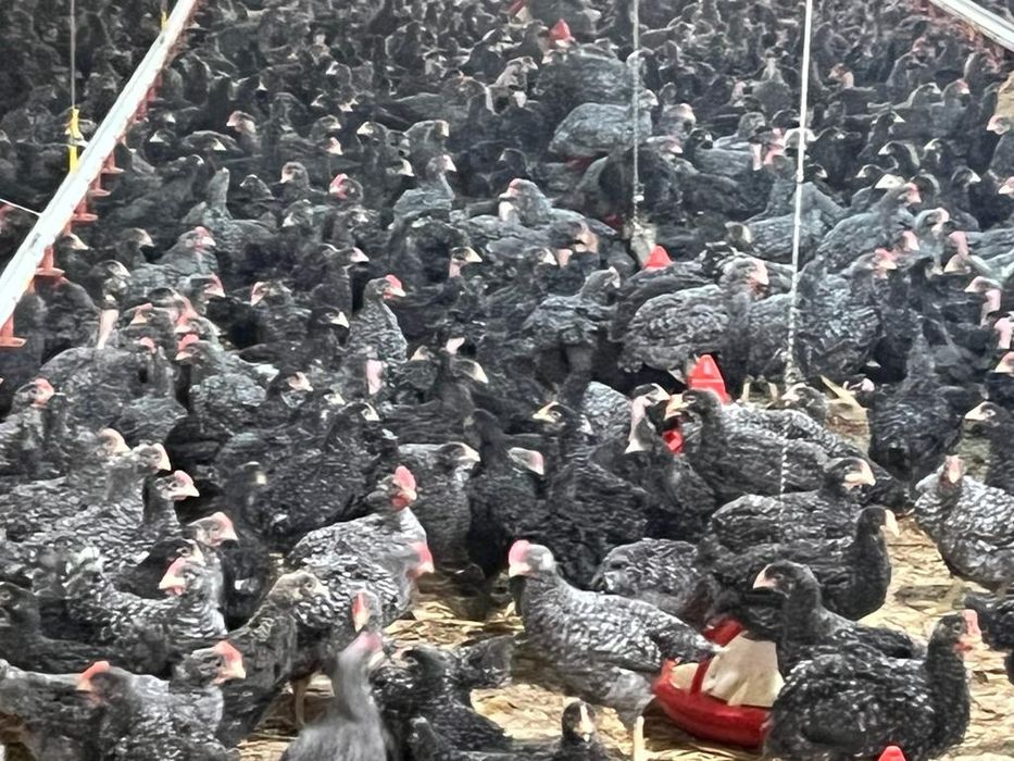 Pui rasa mixta și pui alb de carne