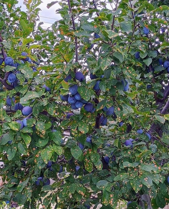 Prune Centenar Pentru Piață
