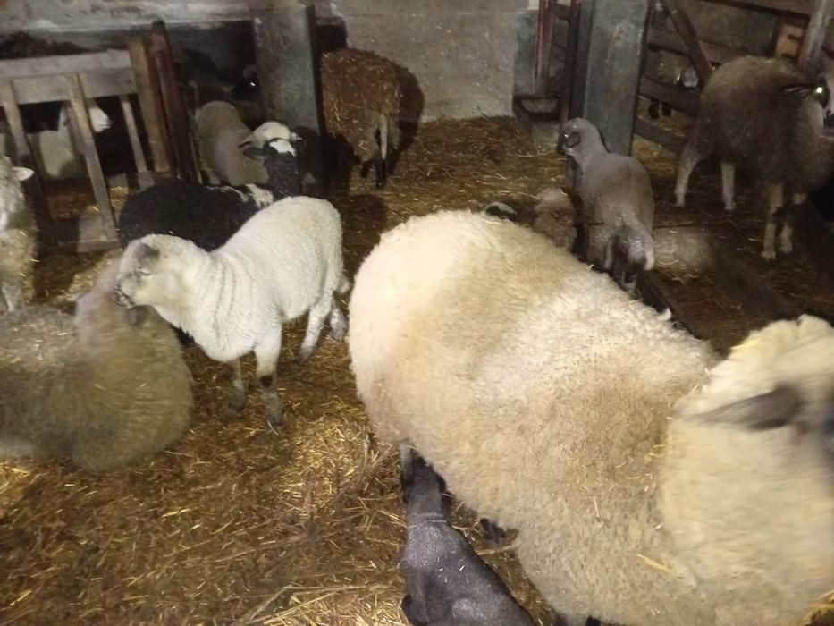 Oi cu miei de vânzare – 10 oi, 10 miei + 2 berbeci