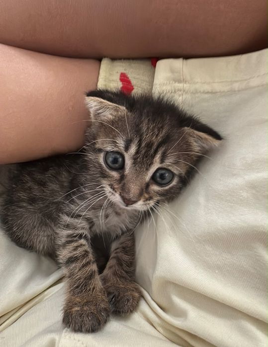 Мальенкая кошка девовка