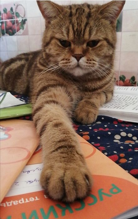 Пропал кот в районе мельзавода