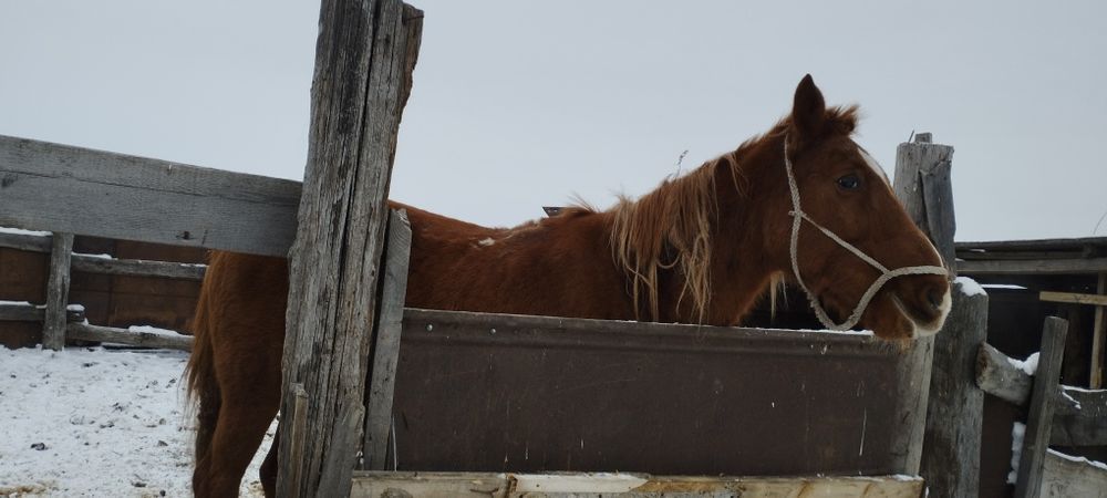 Продам.  Кобылу .