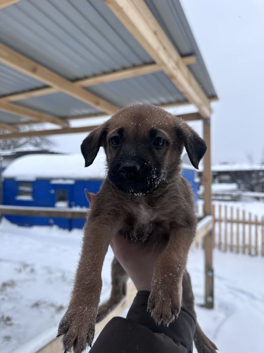 Отдам щенков Стаффорд