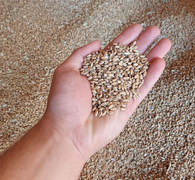 Grau de vânzare an 2025