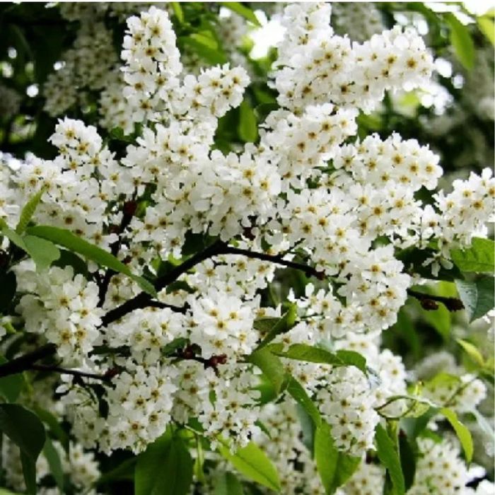 Саженцы черёмухи