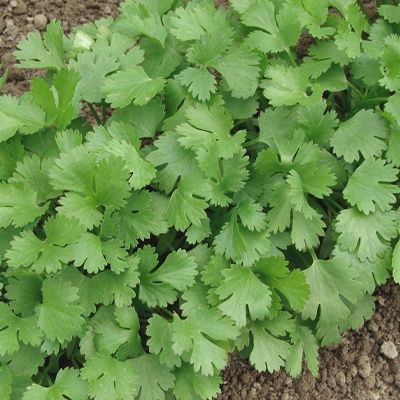 Семена кориандра Базар 100 гр