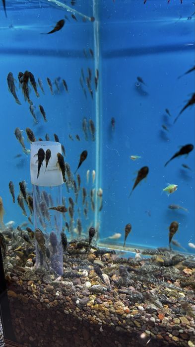 Аквариумные рыбки Тернеция и Анцитрус