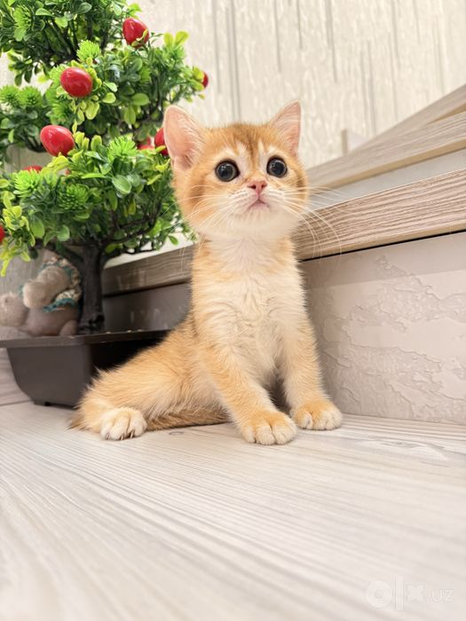 На продаже котенок девочка