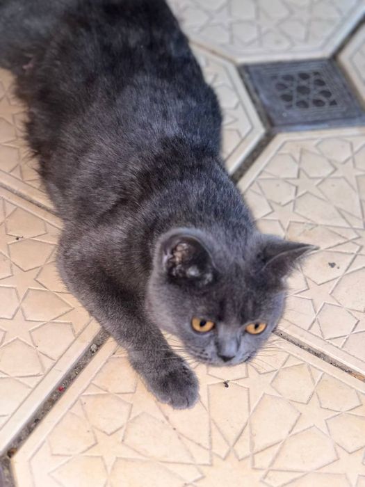 Продаётся котёнки