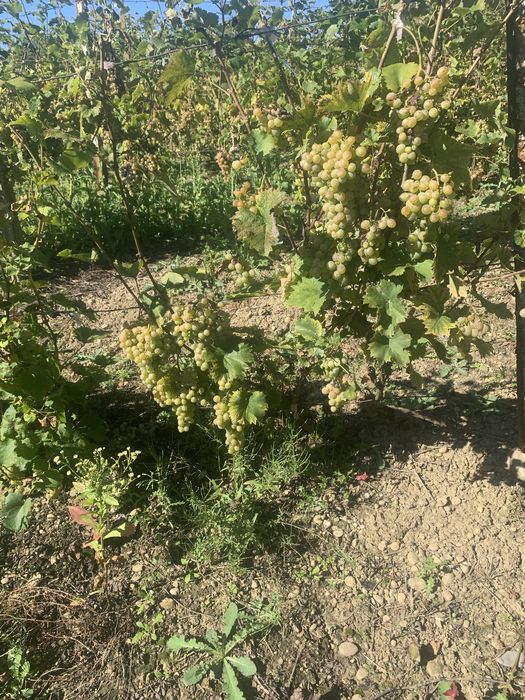 Vita de Vie de vanzare