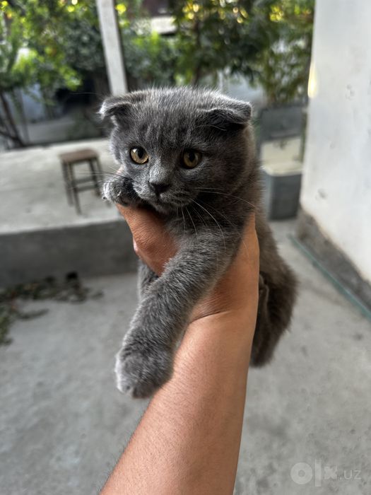 Скотч фолд шотландский сотилади