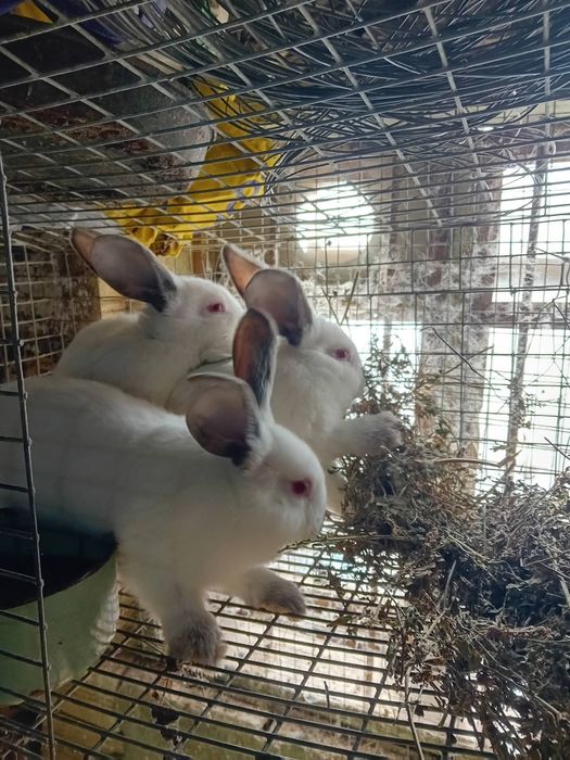 Kалифорнийски и новозеландски зайци - цика