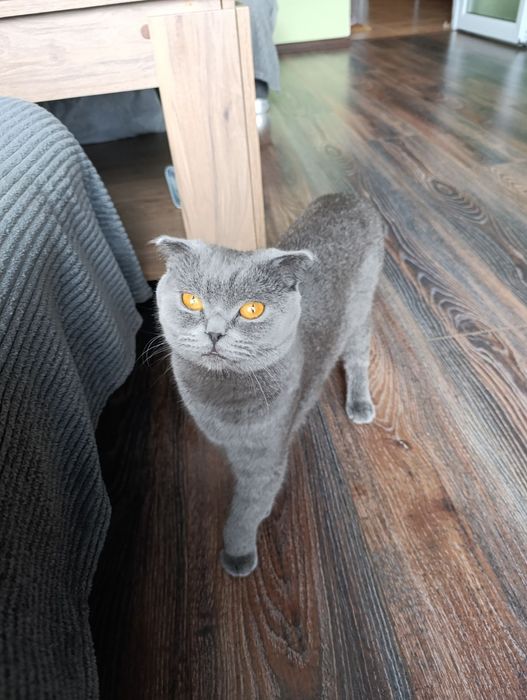 Британски котета