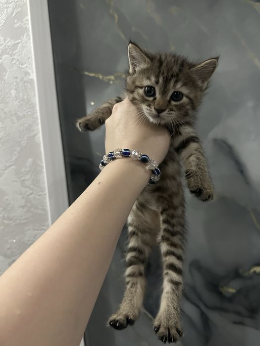 Отдам в хоршие руки