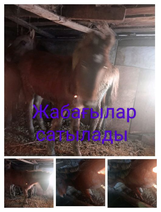 Жабагы сатылады Тай