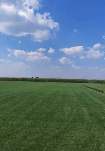 Gazon Rulou Sport premium