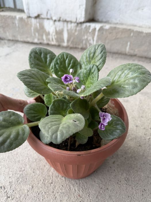 Цветы комнатные