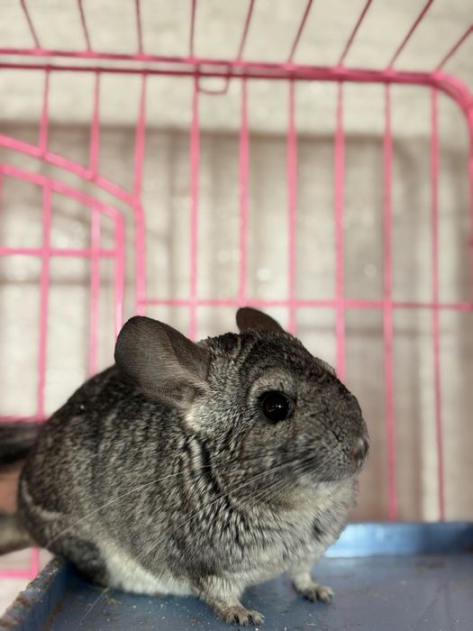 Продам шиншилл мальчик и девочка